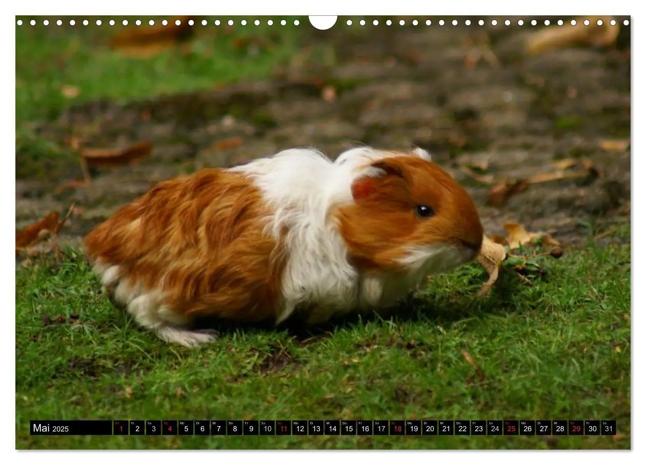 Bild: 9783435792054 | Kuschelige Meerschweinchen (Wandkalender 2025 DIN A3 quer),...