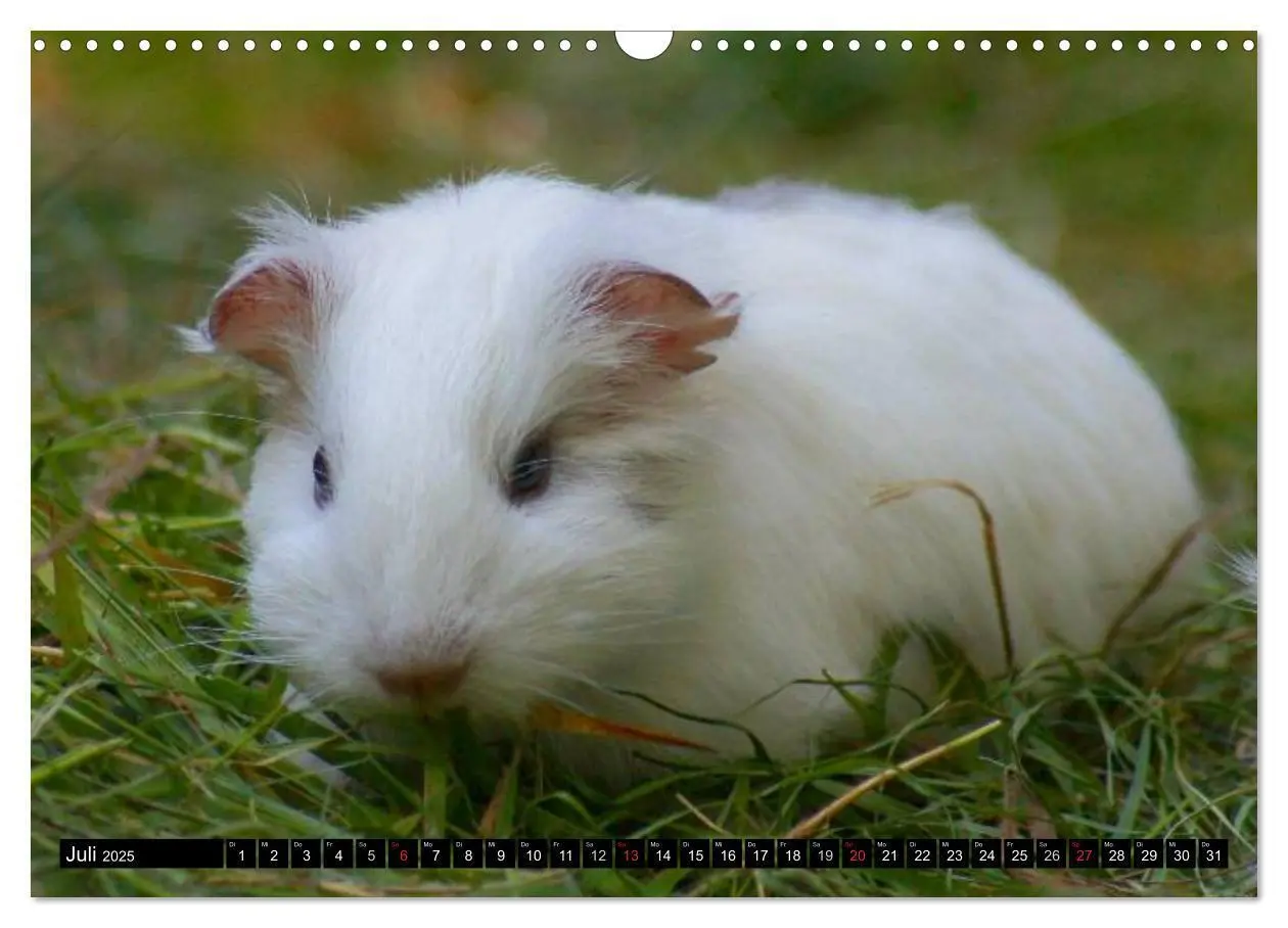 Bild: 9783435792054 | Kuschelige Meerschweinchen (Wandkalender 2025 DIN A3 quer),...