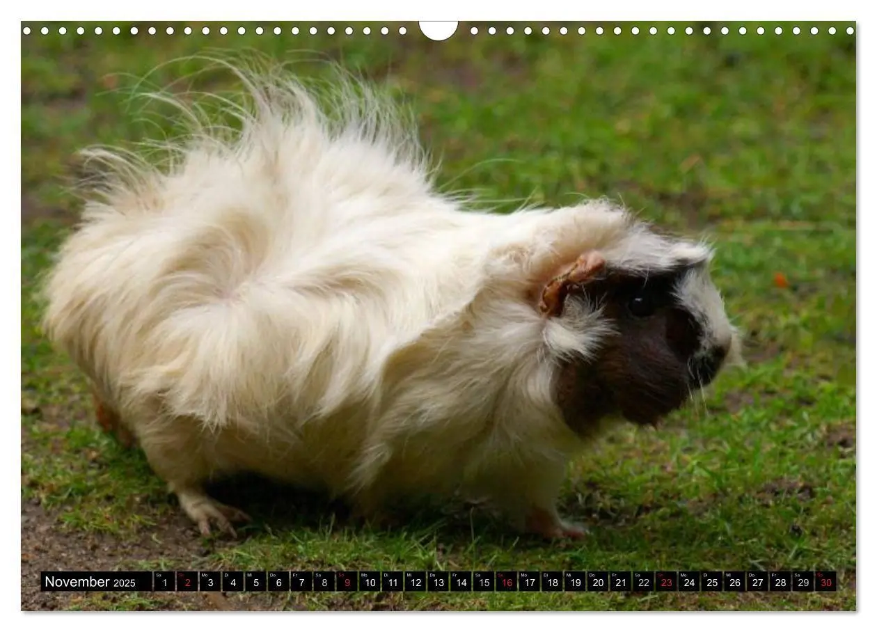 Bild: 9783435792054 | Kuschelige Meerschweinchen (Wandkalender 2025 DIN A3 quer),...