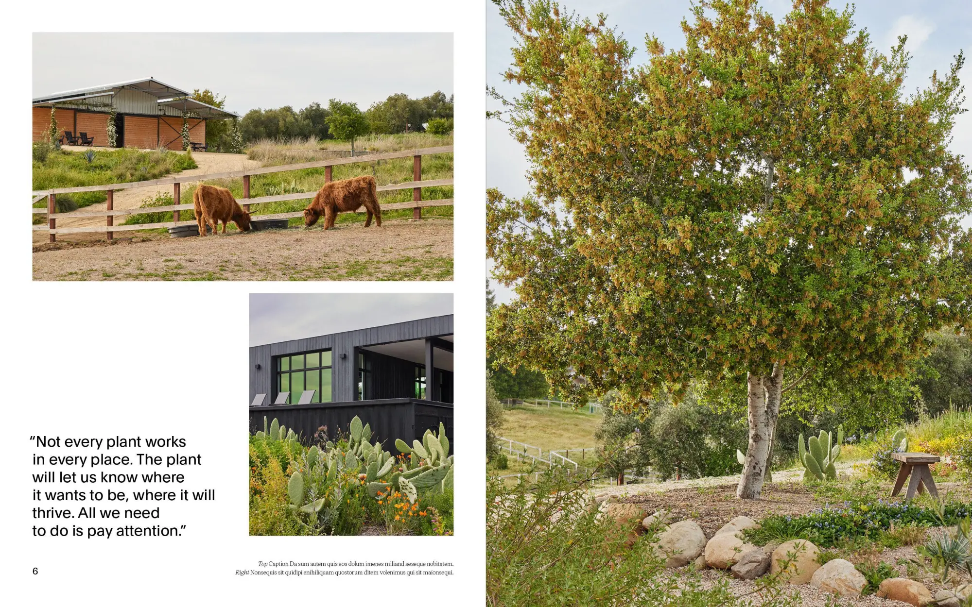 Bild: 9783967042054 | Cottagecore Gardens | A New Take on Living Landscapes | Buch | 256 S.