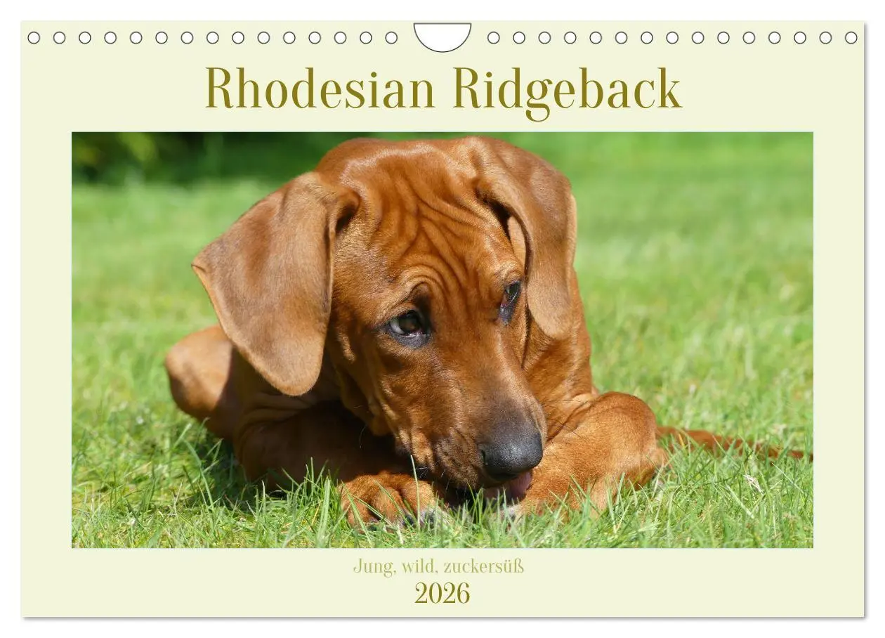 Cover: 9783457562154 | Rhodesian Ridgeback - Jung, wild, zuckersüß (Wandkalender 2026 DIN...