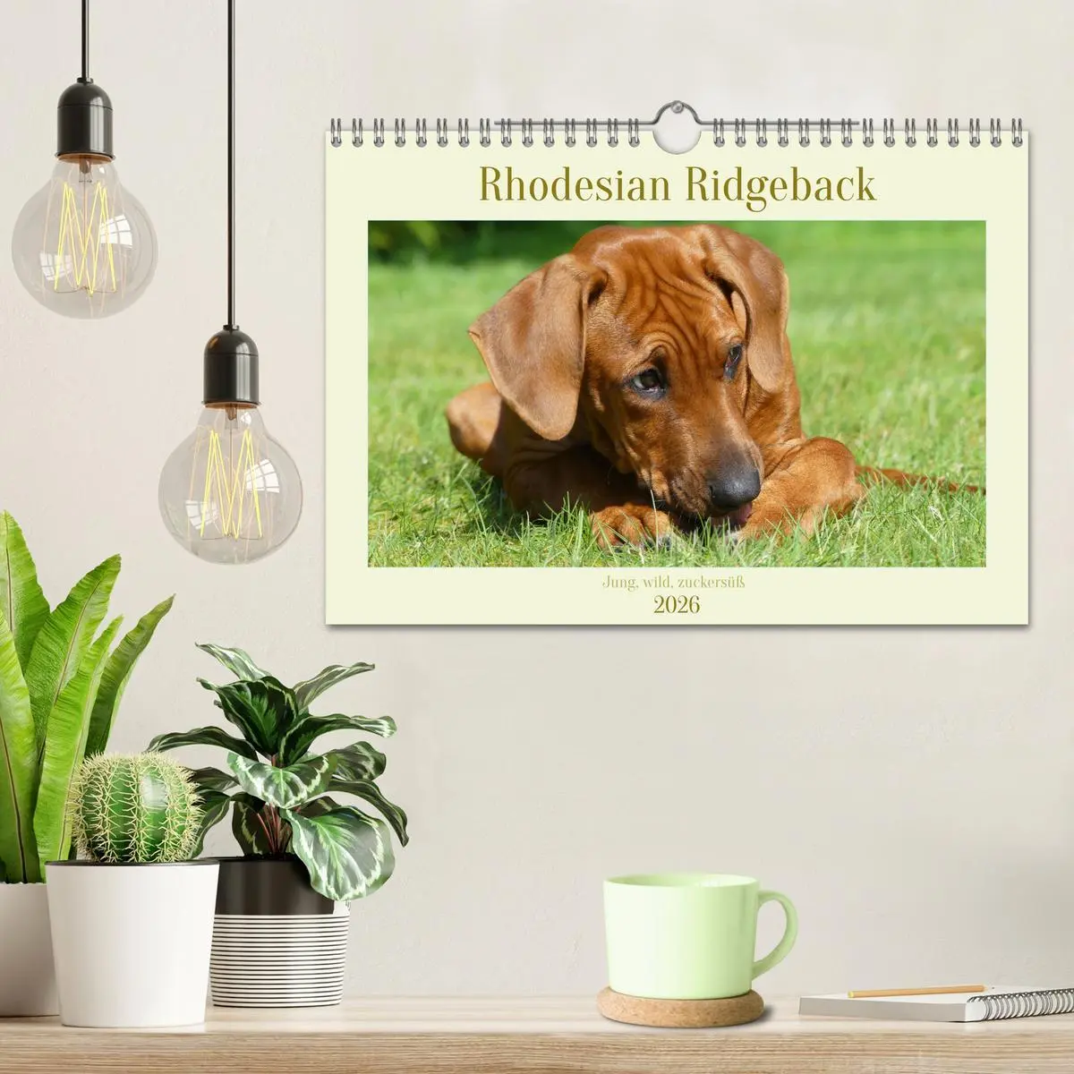 Bild: 9783457562154 | Rhodesian Ridgeback - Jung, wild, zuckersüß (Wandkalender 2026 DIN...