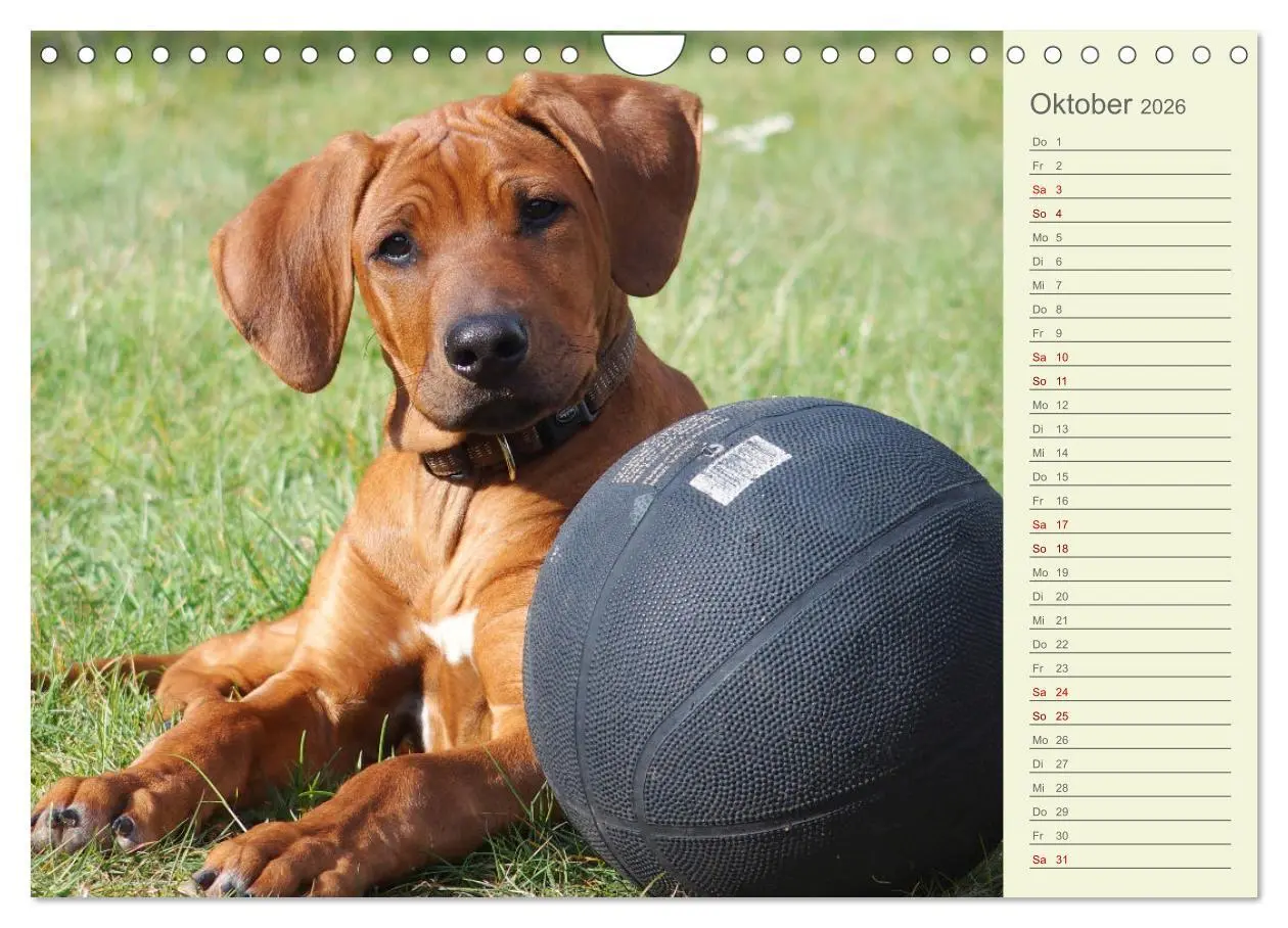 Bild: 9783457562154 | Rhodesian Ridgeback - Jung, wild, zuckersüß (Wandkalender 2026 DIN...