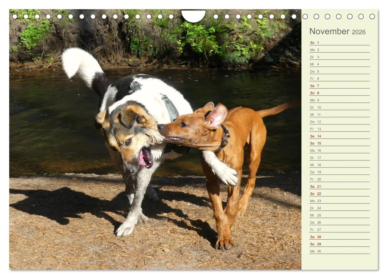 Bild: 9783457562154 | Rhodesian Ridgeback - Jung, wild, zuckersüß (Wandkalender 2026 DIN...