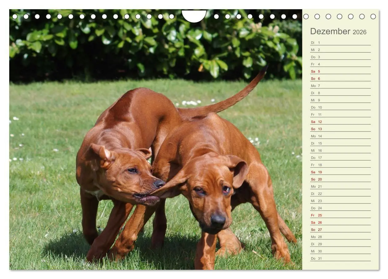 Bild: 9783457562154 | Rhodesian Ridgeback - Jung, wild, zuckersüß (Wandkalender 2026 DIN...