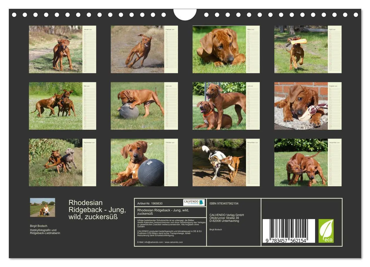 Bild: 9783457562154 | Rhodesian Ridgeback - Jung, wild, zuckersüß (Wandkalender 2026 DIN...