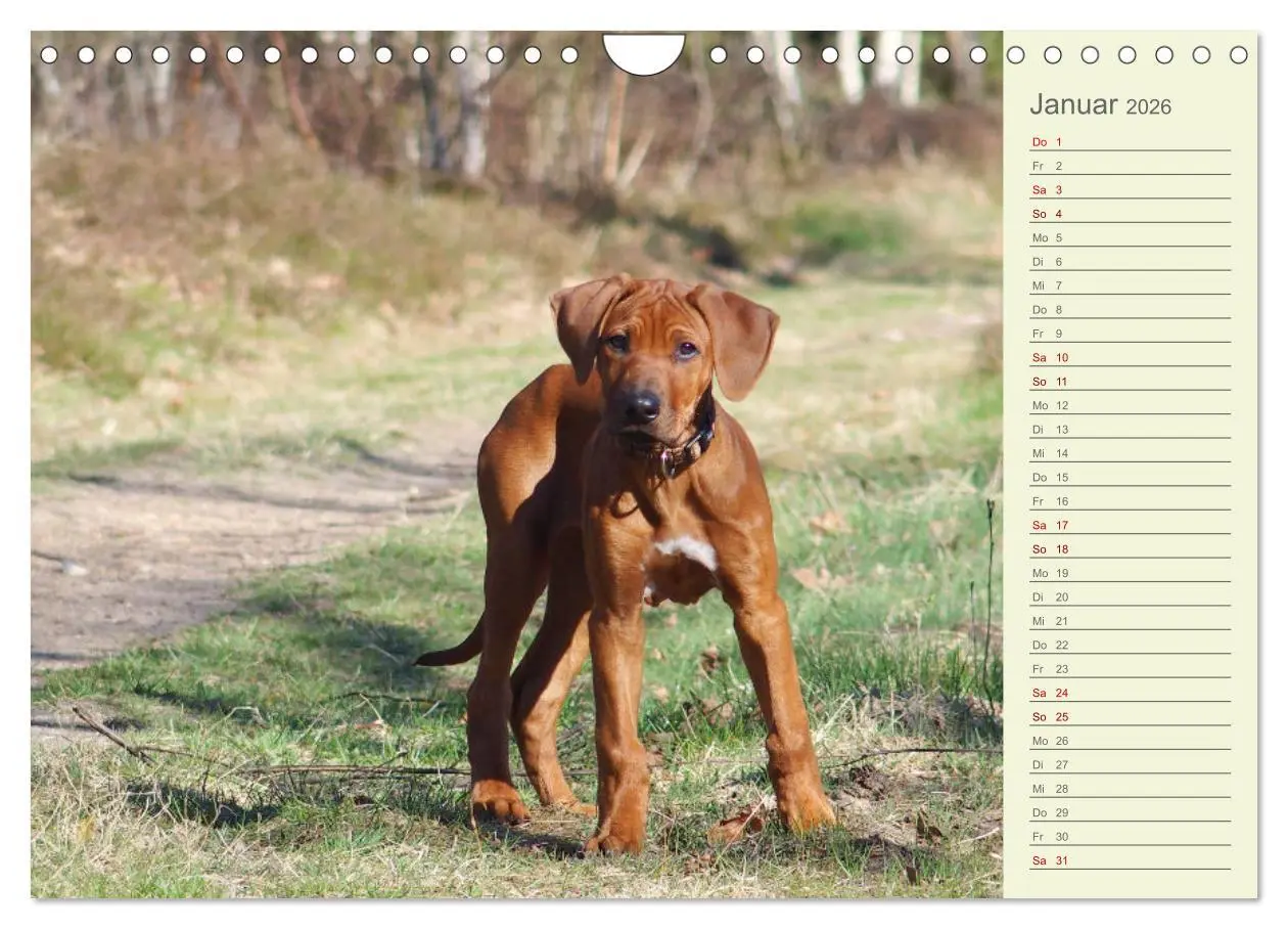 Bild: 9783457562154 | Rhodesian Ridgeback - Jung, wild, zuckersüß (Wandkalender 2026 DIN...