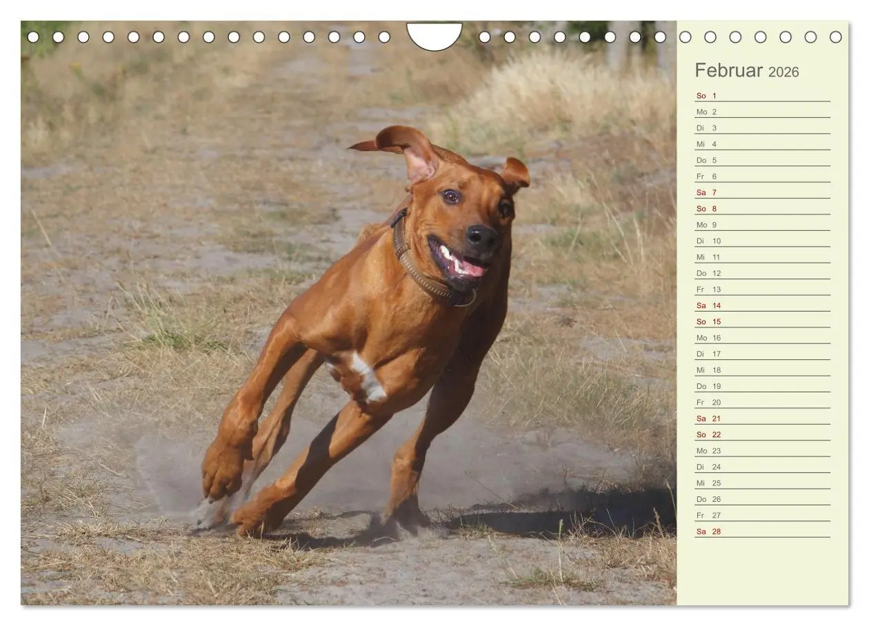 Bild: 9783457562154 | Rhodesian Ridgeback - Jung, wild, zuckersüß (Wandkalender 2026 DIN...
