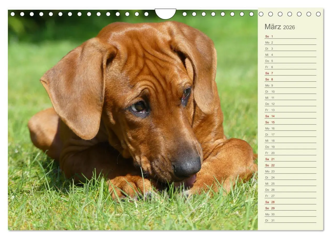 Bild: 9783457562154 | Rhodesian Ridgeback - Jung, wild, zuckersüß (Wandkalender 2026 DIN...
