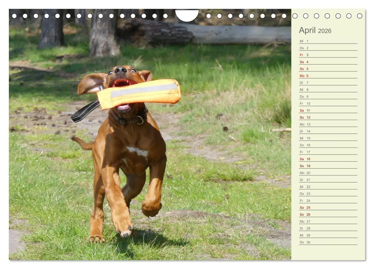 Bild: 9783457562154 | Rhodesian Ridgeback - Jung, wild, zuckersüß (Wandkalender 2026 DIN...