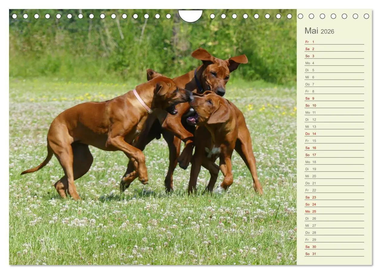 Bild: 9783457562154 | Rhodesian Ridgeback - Jung, wild, zuckersüß (Wandkalender 2026 DIN...