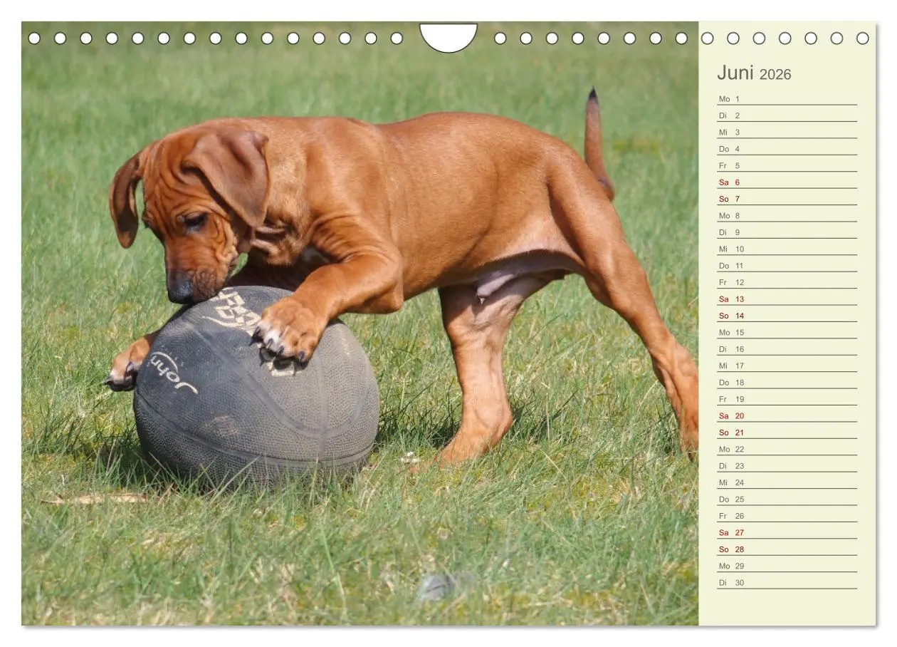 Bild: 9783457562154 | Rhodesian Ridgeback - Jung, wild, zuckersüß (Wandkalender 2026 DIN...