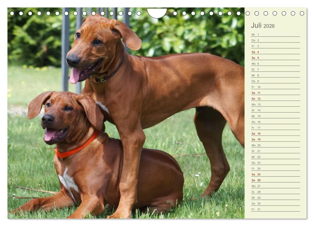 Bild: 9783457562154 | Rhodesian Ridgeback - Jung, wild, zuckersüß (Wandkalender 2026 DIN...