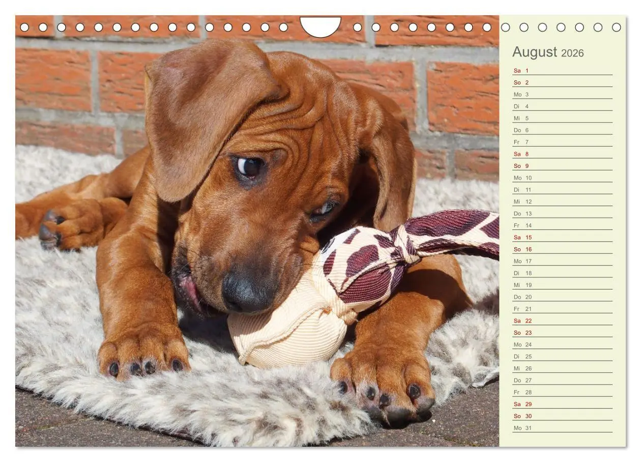 Bild: 9783457562154 | Rhodesian Ridgeback - Jung, wild, zuckersüß (Wandkalender 2026 DIN...