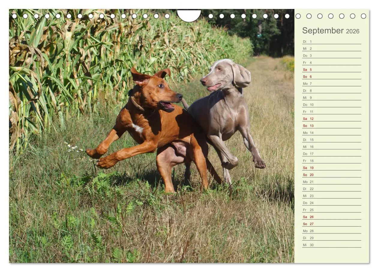 Bild: 9783457562154 | Rhodesian Ridgeback - Jung, wild, zuckersüß (Wandkalender 2026 DIN...