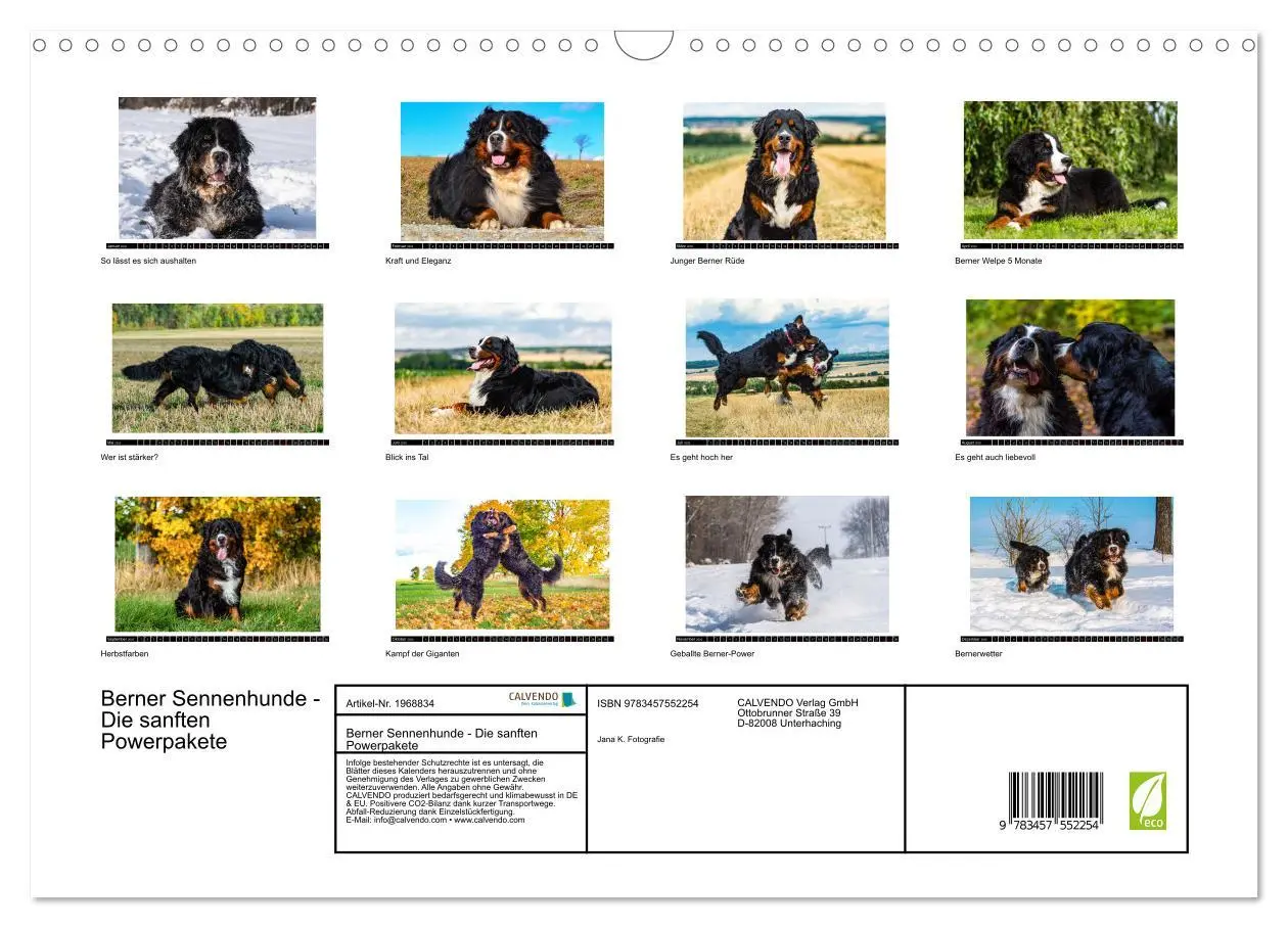 Bild: 9783457552254 | Berner Sennenhunde - Die sanften Powerpakete (Wandkalender 2026 DIN...
