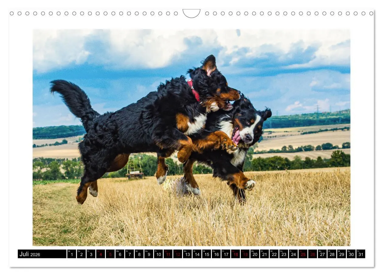 Bild: 9783457552254 | Berner Sennenhunde - Die sanften Powerpakete (Wandkalender 2026 DIN...