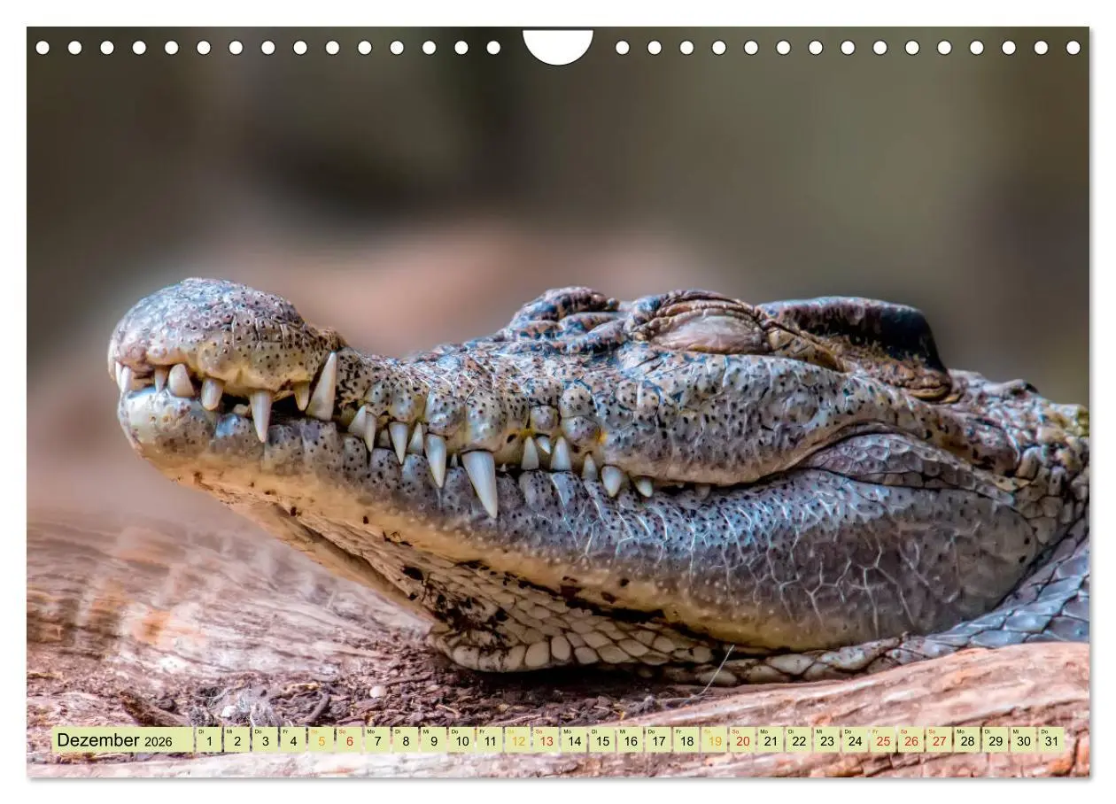 Bild: 9783457852354 | Urzeitreptilien - Krokodil (Wandkalender 2026 DIN A4 quer),...