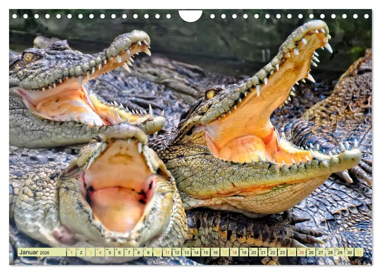 Bild: 9783457852354 | Urzeitreptilien - Krokodil (Wandkalender 2026 DIN A4 quer),...