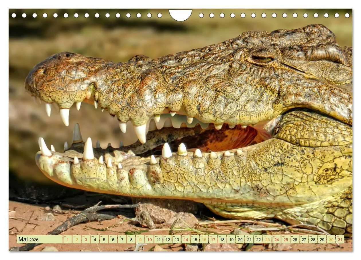 Bild: 9783457852354 | Urzeitreptilien - Krokodil (Wandkalender 2026 DIN A4 quer),...