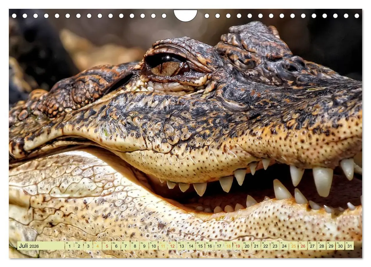 Bild: 9783457852354 | Urzeitreptilien - Krokodil (Wandkalender 2026 DIN A4 quer),...
