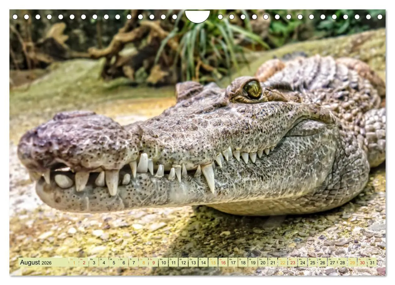 Bild: 9783457852354 | Urzeitreptilien - Krokodil (Wandkalender 2026 DIN A4 quer),...