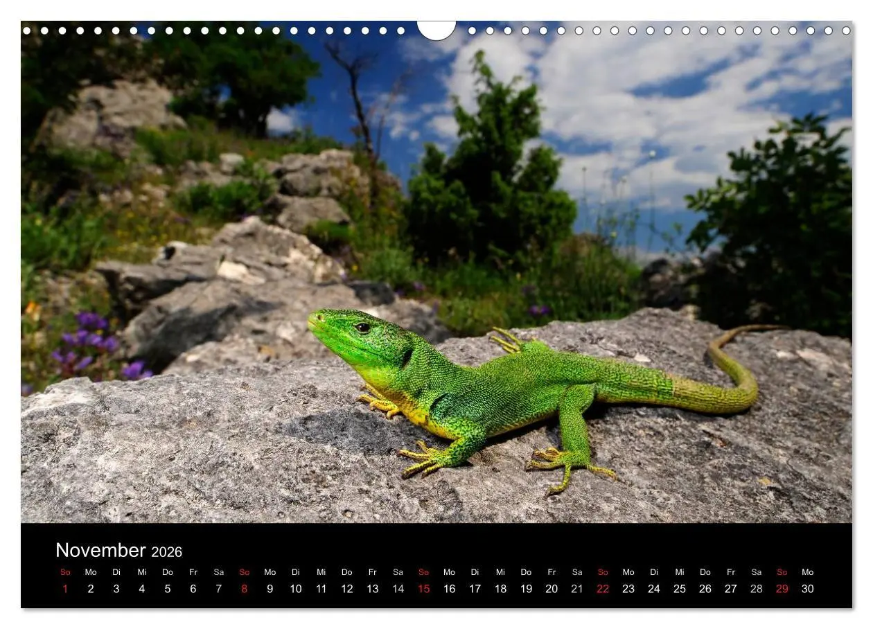 Bild: 9783516172454 | REPTILIEN (Wandkalender 2026 DIN A3 quer), CALVENDO Monatskalender
