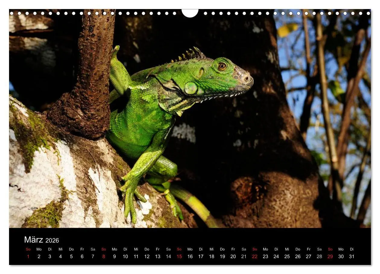 Bild: 9783516172454 | REPTILIEN (Wandkalender 2026 DIN A3 quer), CALVENDO Monatskalender