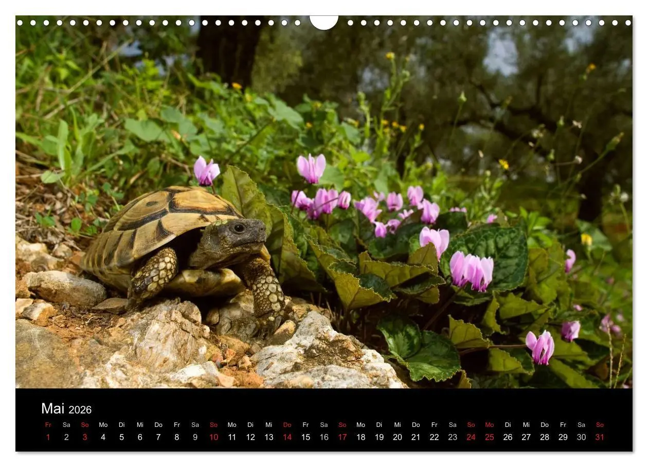 Bild: 9783516172454 | REPTILIEN (Wandkalender 2026 DIN A3 quer), CALVENDO Monatskalender