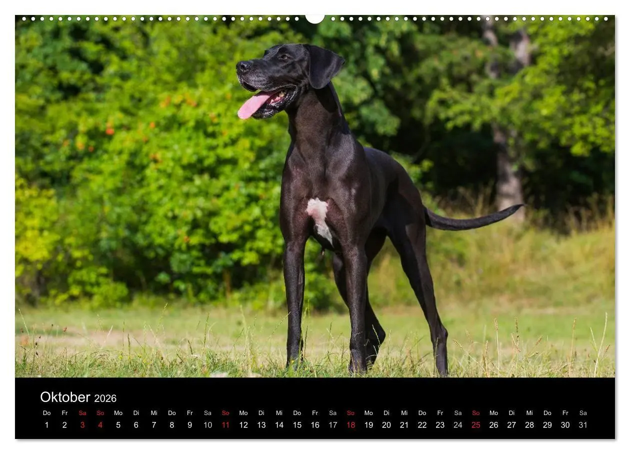 Bild: 9783516162554 | Deutsche Dogge 2026 (Wandkalender 2026 DIN A2 quer), CALVENDO...