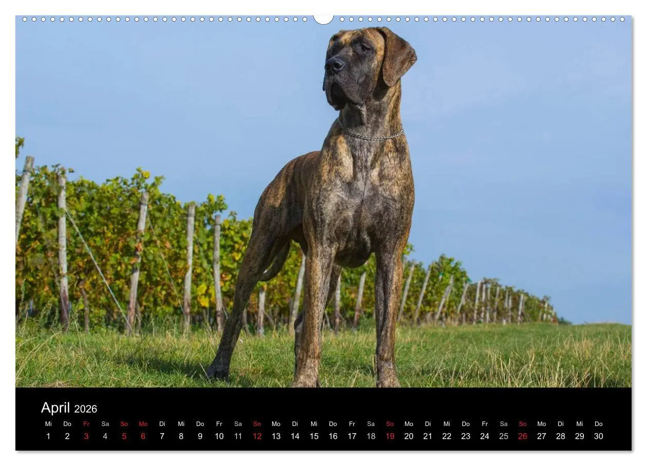 Bild: 9783516162554 | Deutsche Dogge 2026 (Wandkalender 2026 DIN A2 quer), CALVENDO...