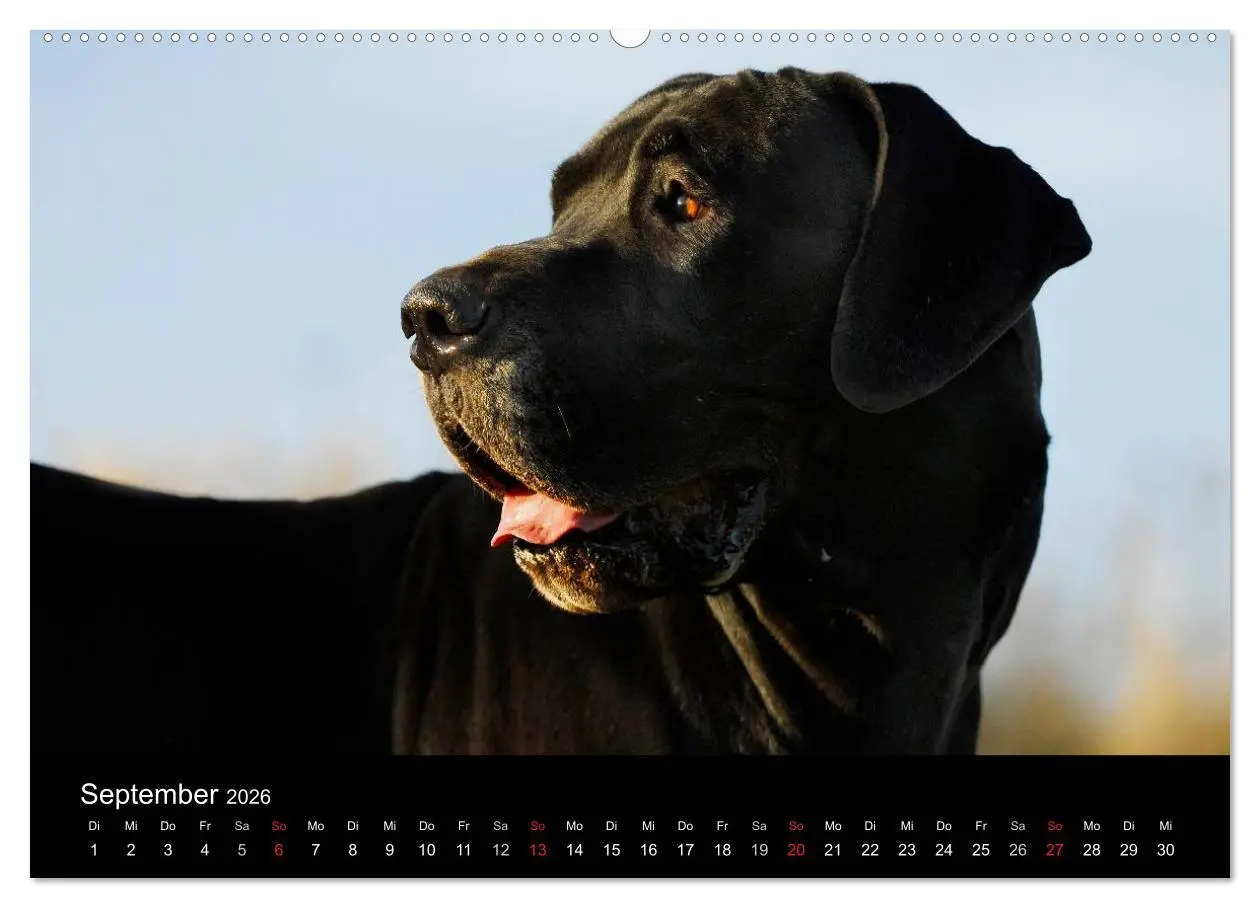 Bild: 9783516162554 | Deutsche Dogge 2026 (Wandkalender 2026 DIN A2 quer), CALVENDO...