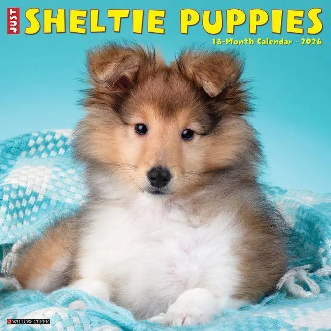 Cover: 9781549252754 | Sheltie Puppies 2026 12 X 12 Wall Calendar | Willow Creek Press | 2026
