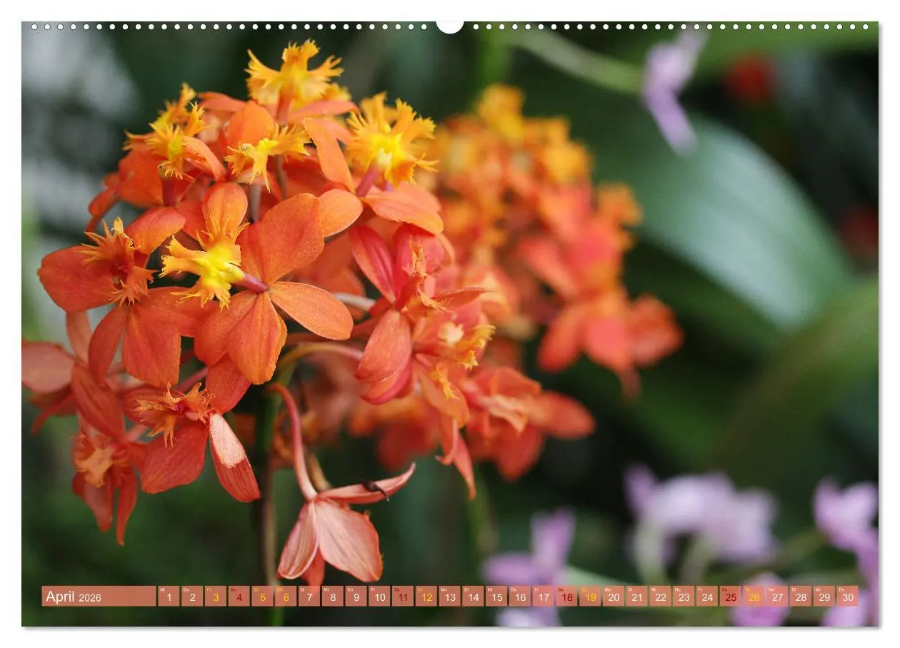 Bild: 9783457432754 | Mein Orchideentraum (hochwertiger Premium Wandkalender 2026 DIN A2...