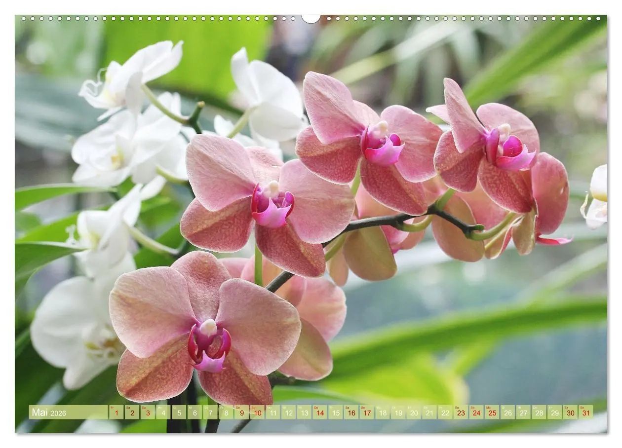 Bild: 9783457432754 | Mein Orchideentraum (hochwertiger Premium Wandkalender 2026 DIN A2...