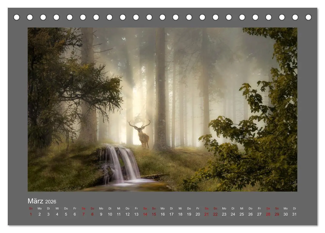Bild: 9783457812754 | Waldgeheimnisse (Tischkalender 2026 DIN A5 quer), CALVENDO...