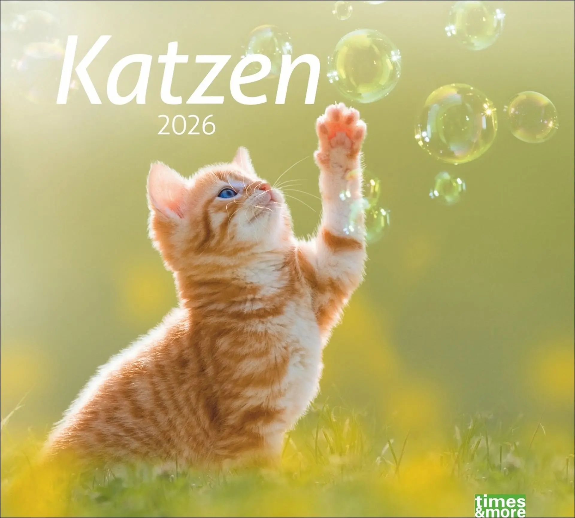 Cover: 9783756412754 | times&amp;more Katzen Bildkalender 2026 | Heye | Kalender | Spiralbindung