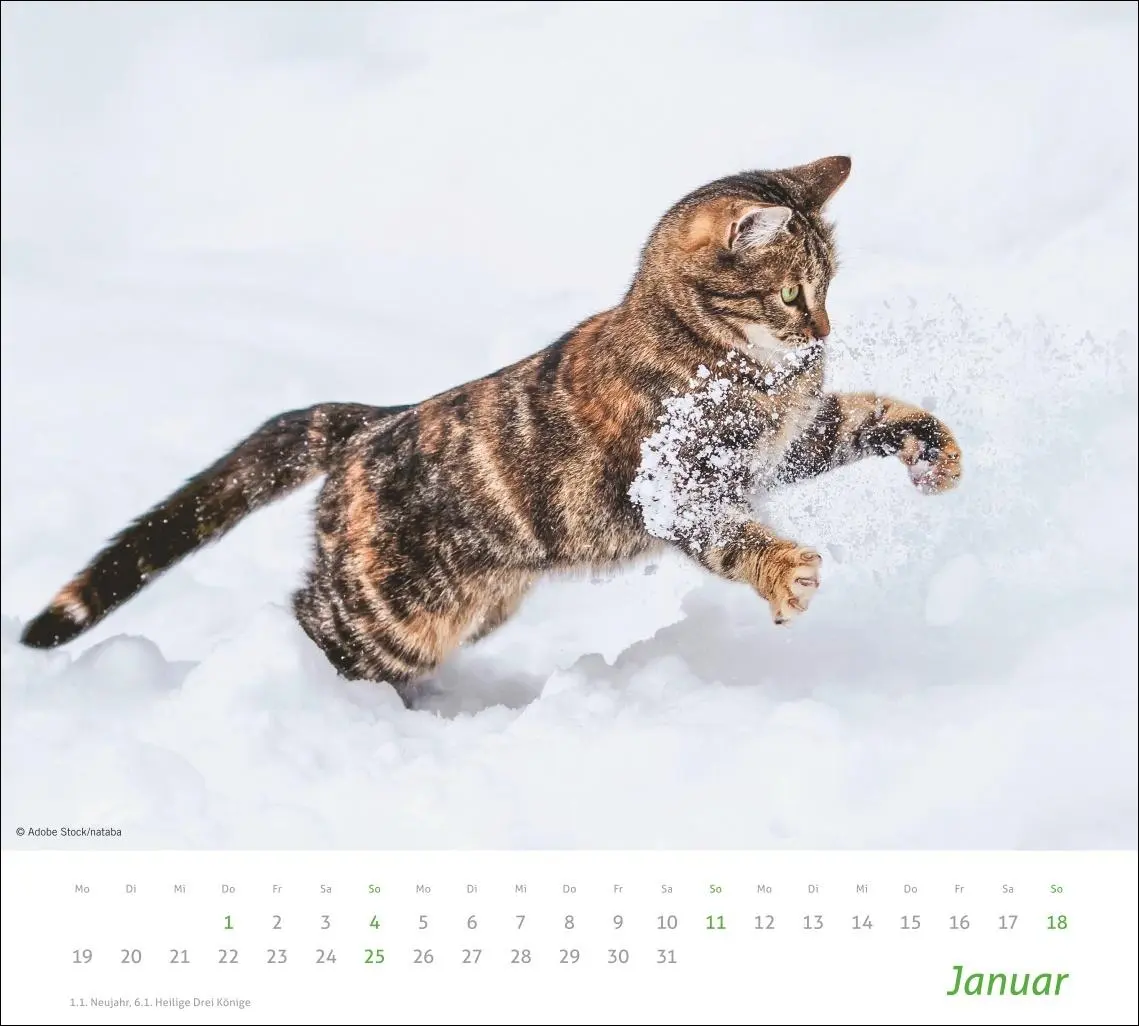 Bild: 9783756412754 | times&amp;more Katzen Bildkalender 2026 | Heye | Kalender | Spiralbindung