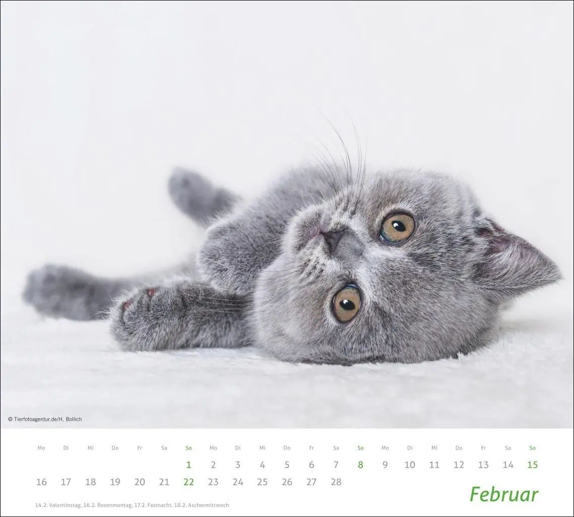 Bild: 9783756412754 | times&amp;more Katzen Bildkalender 2026 | Heye | Kalender | Spiralbindung
