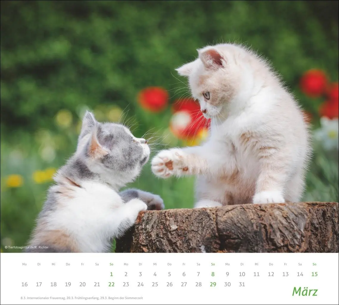Bild: 9783756412754 | times&amp;more Katzen Bildkalender 2026 | Heye | Kalender | Spiralbindung