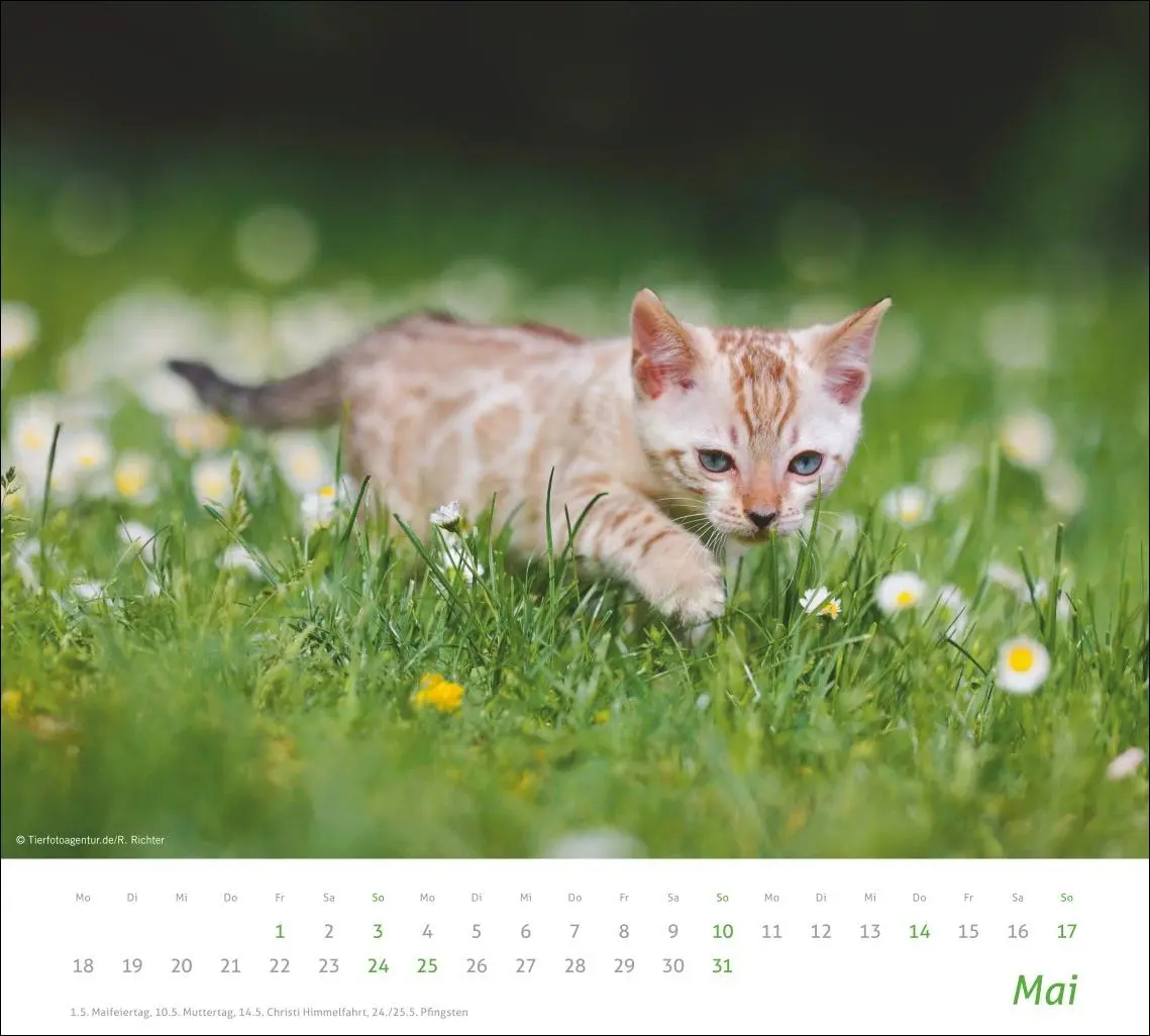 Bild: 9783756412754 | times&amp;more Katzen Bildkalender 2026 | Heye | Kalender | Spiralbindung