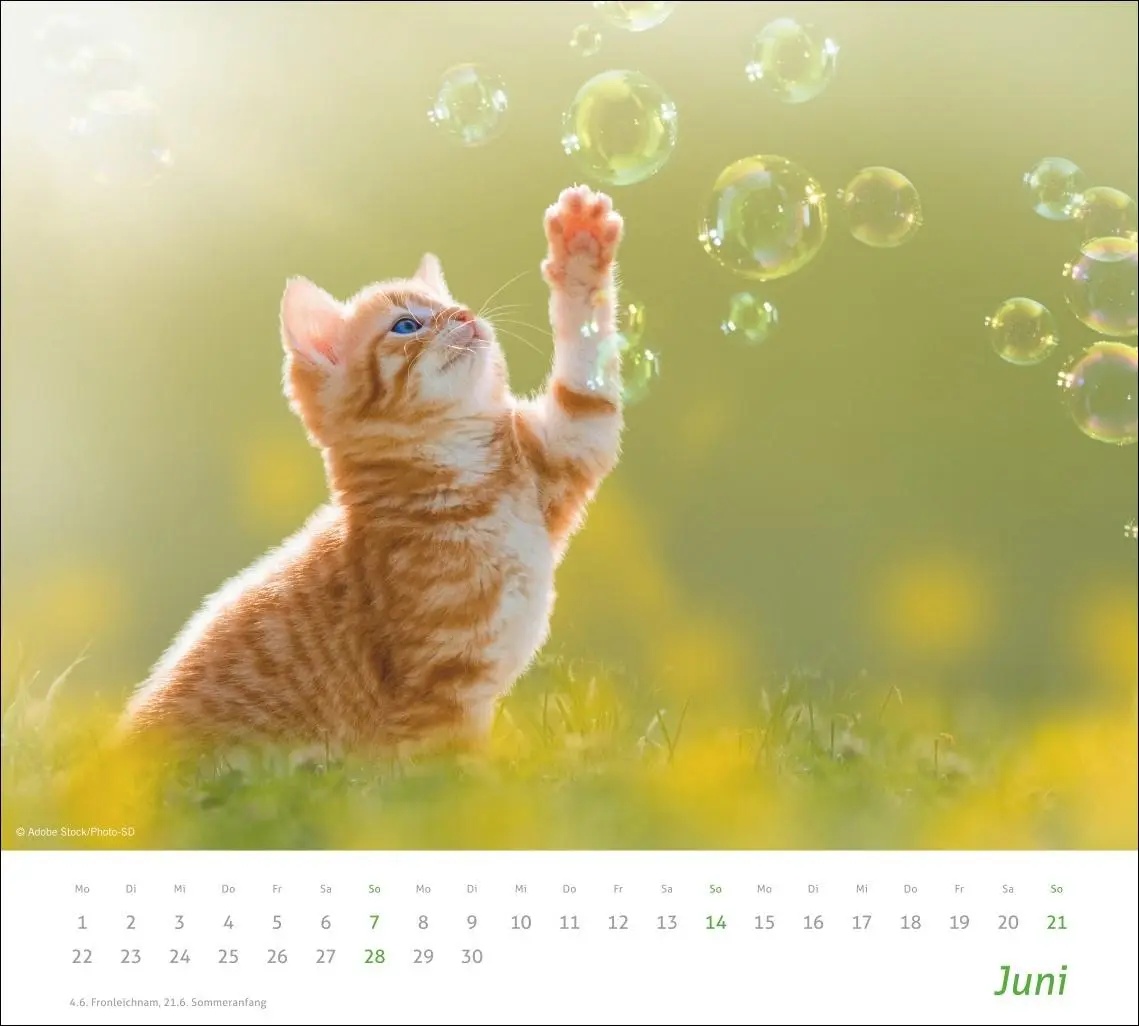 Bild: 9783756412754 | times&amp;more Katzen Bildkalender 2026 | Heye | Kalender | Spiralbindung