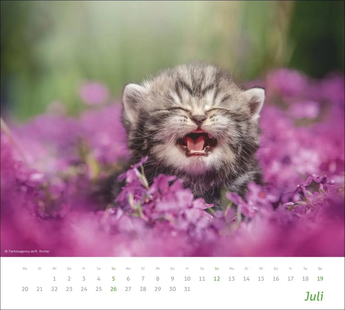 Bild: 9783756412754 | times&amp;more Katzen Bildkalender 2026 | Heye | Kalender | Spiralbindung