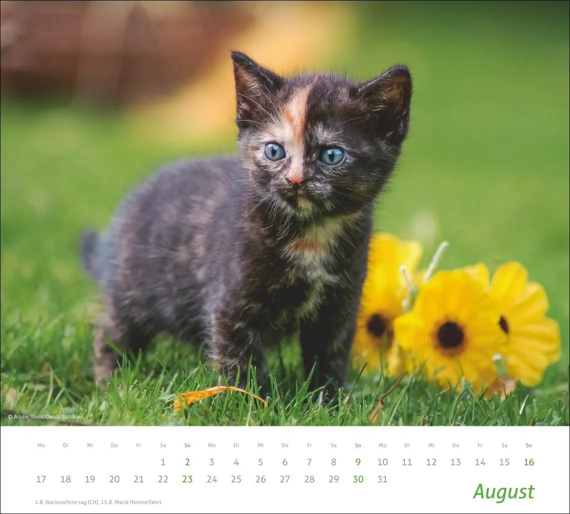 Bild: 9783756412754 | times&amp;more Katzen Bildkalender 2026 | Heye | Kalender | Spiralbindung