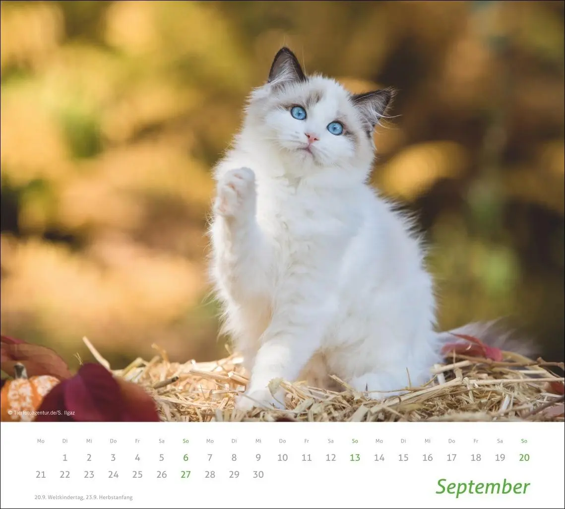 Bild: 9783756412754 | times&amp;more Katzen Bildkalender 2026 | Heye | Kalender | Spiralbindung