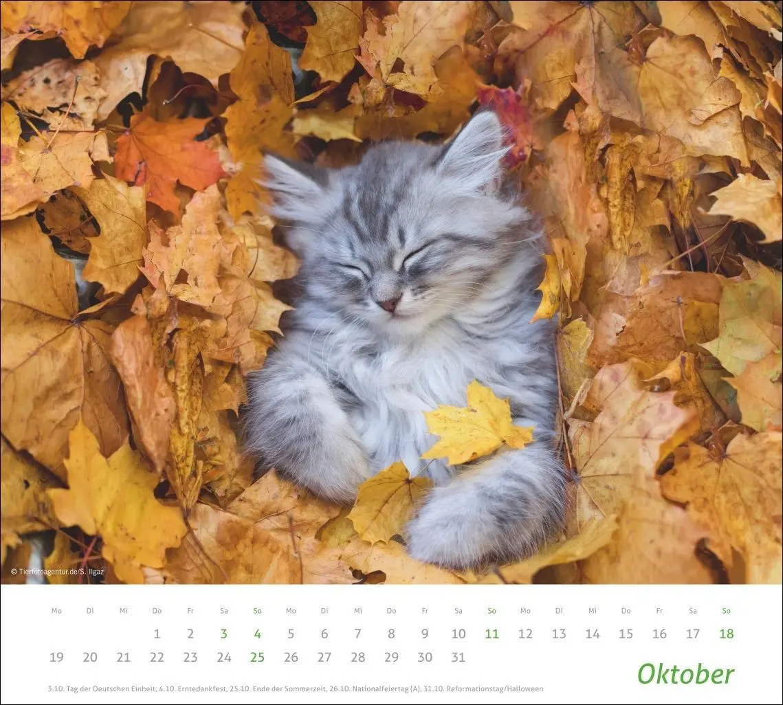 Bild: 9783756412754 | times&amp;more Katzen Bildkalender 2026 | Heye | Kalender | Spiralbindung