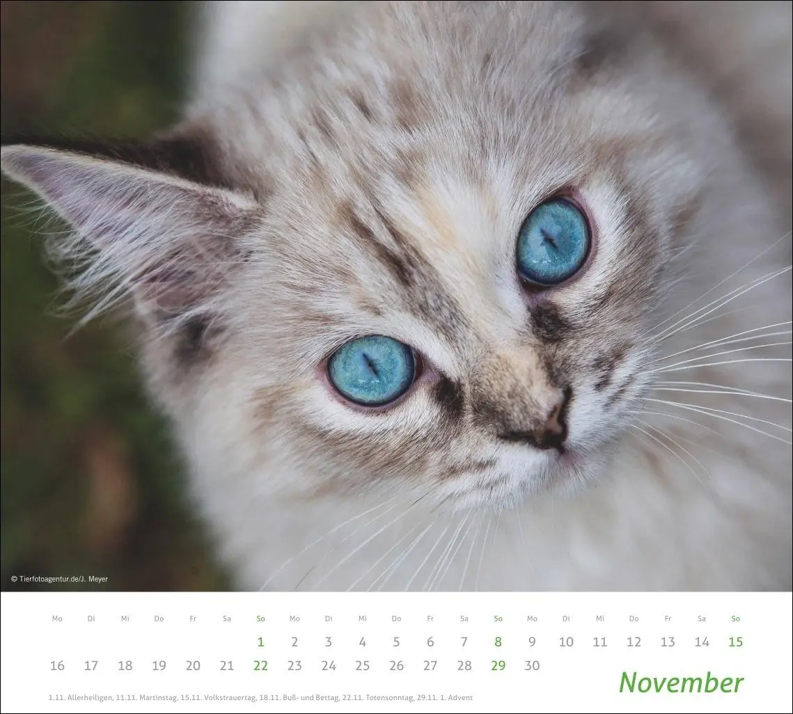 Bild: 9783756412754 | times&amp;more Katzen Bildkalender 2026 | Heye | Kalender | Spiralbindung