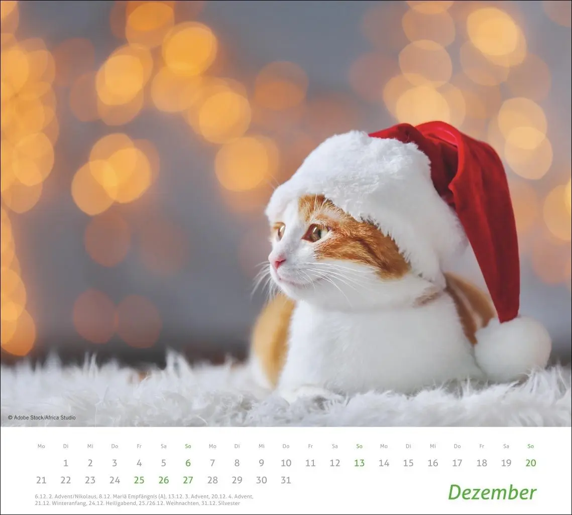 Bild: 9783756412754 | times&amp;more Katzen Bildkalender 2026 | Heye | Kalender | Spiralbindung