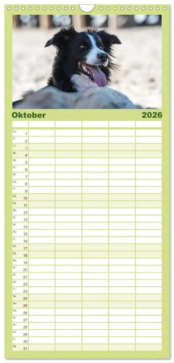 Bild: 9783516512854 | Familienplaner 2026 - Border Collies mit 5 Spalten (Wandkalender,...