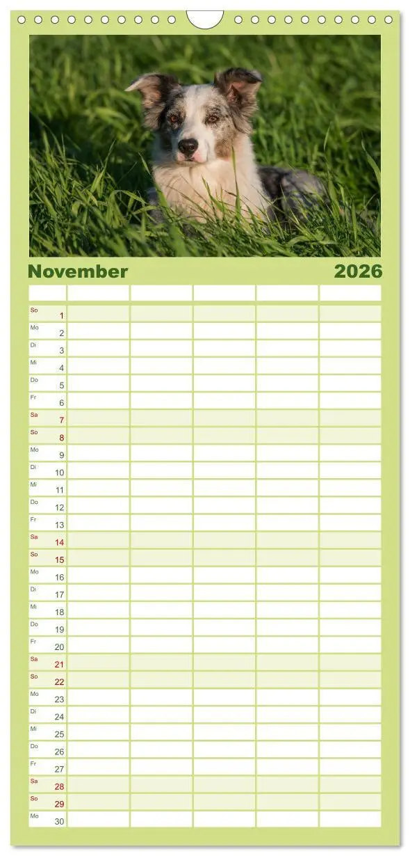 Bild: 9783516512854 | Familienplaner 2026 - Border Collies mit 5 Spalten (Wandkalender,...